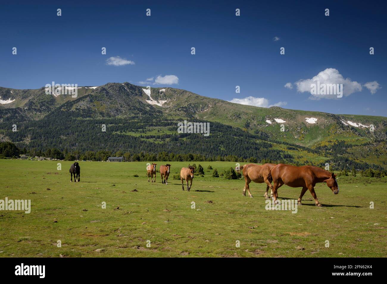 Alpine meadows near the Feixa refuge, between Malniu and Guils-Fontanera ski station, on a spring afternoon (Cerdanya, Catalonia, Spain, Pyrenees) Stock Photo