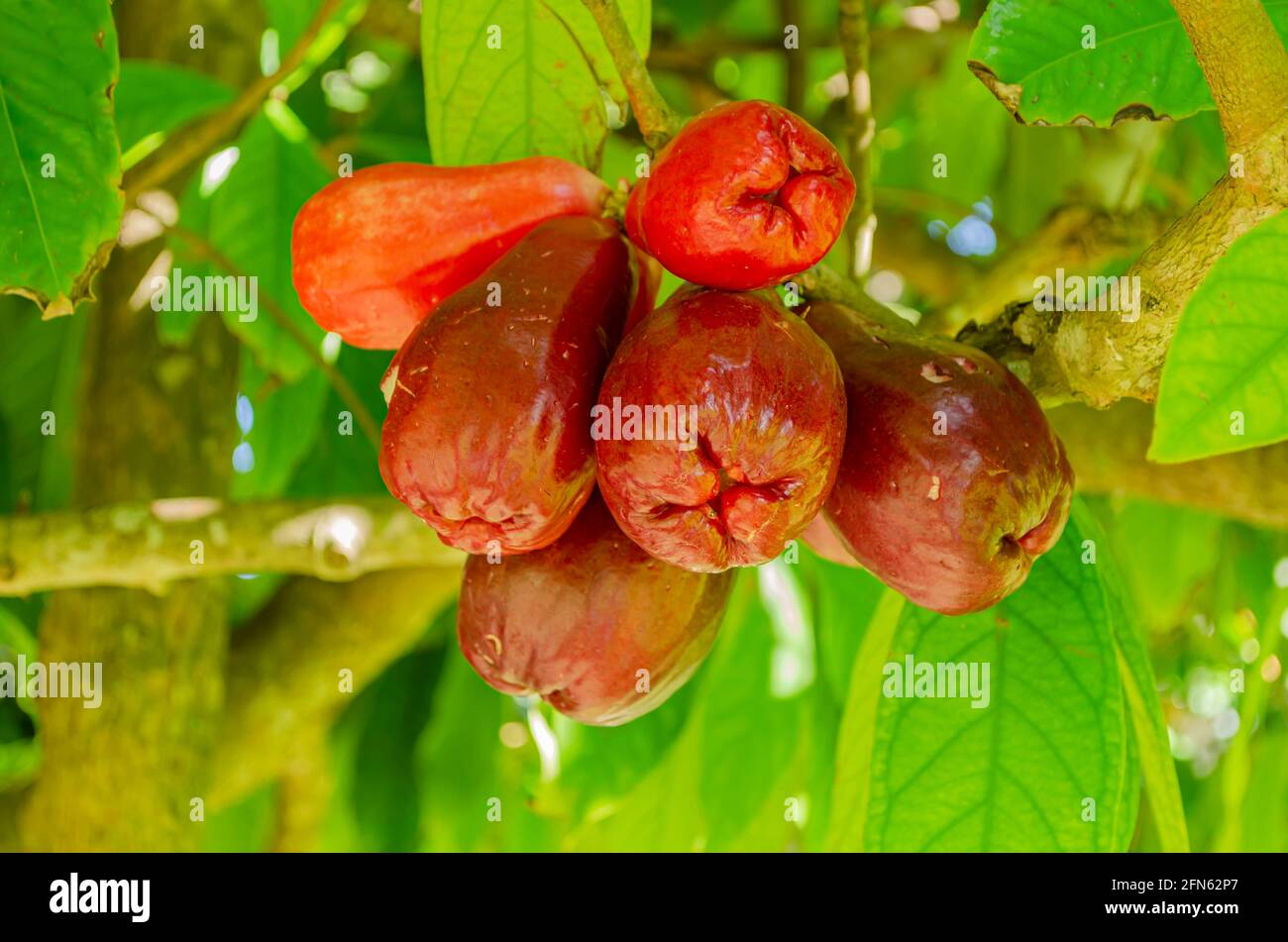 Bunch of Syzygium Malaccense Stock Photo