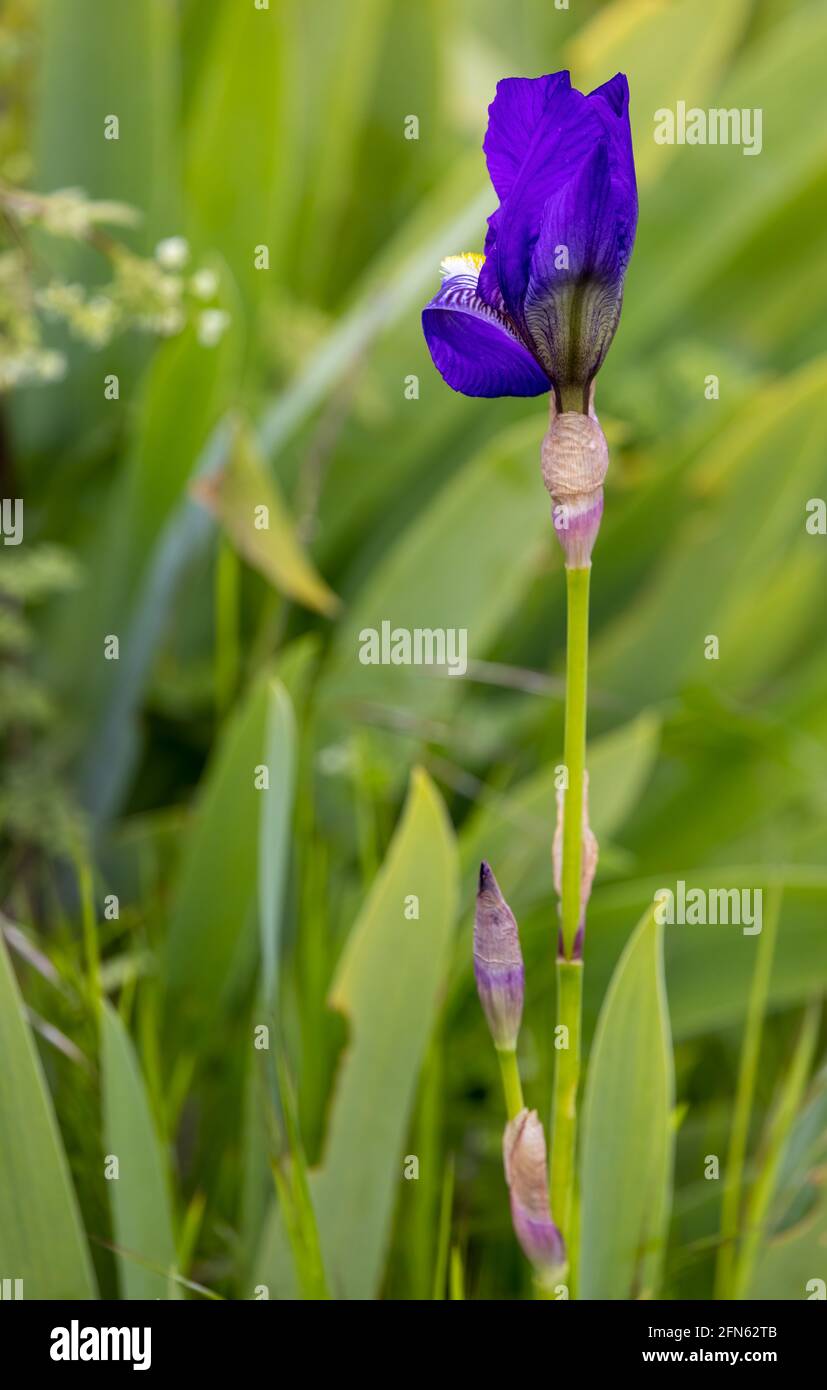 Blue Flag Iris Versicolor Flower Hi res Stock Photography And Images blue-flag-iris-versicolor-flower-hi-res-stock-photography-and-images