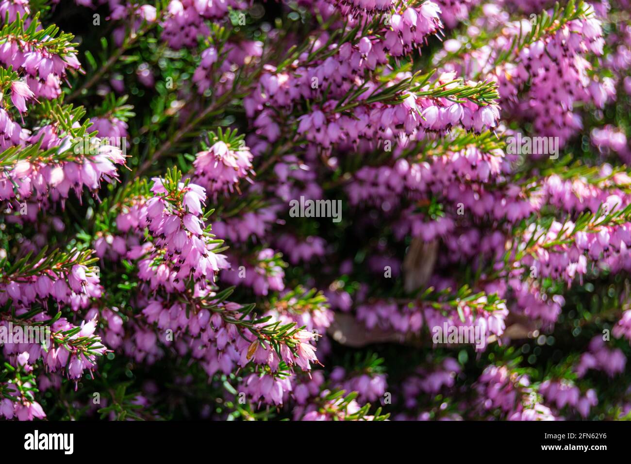Closeup shot of pink Winter Heath flowers with green leaves Stock Photo