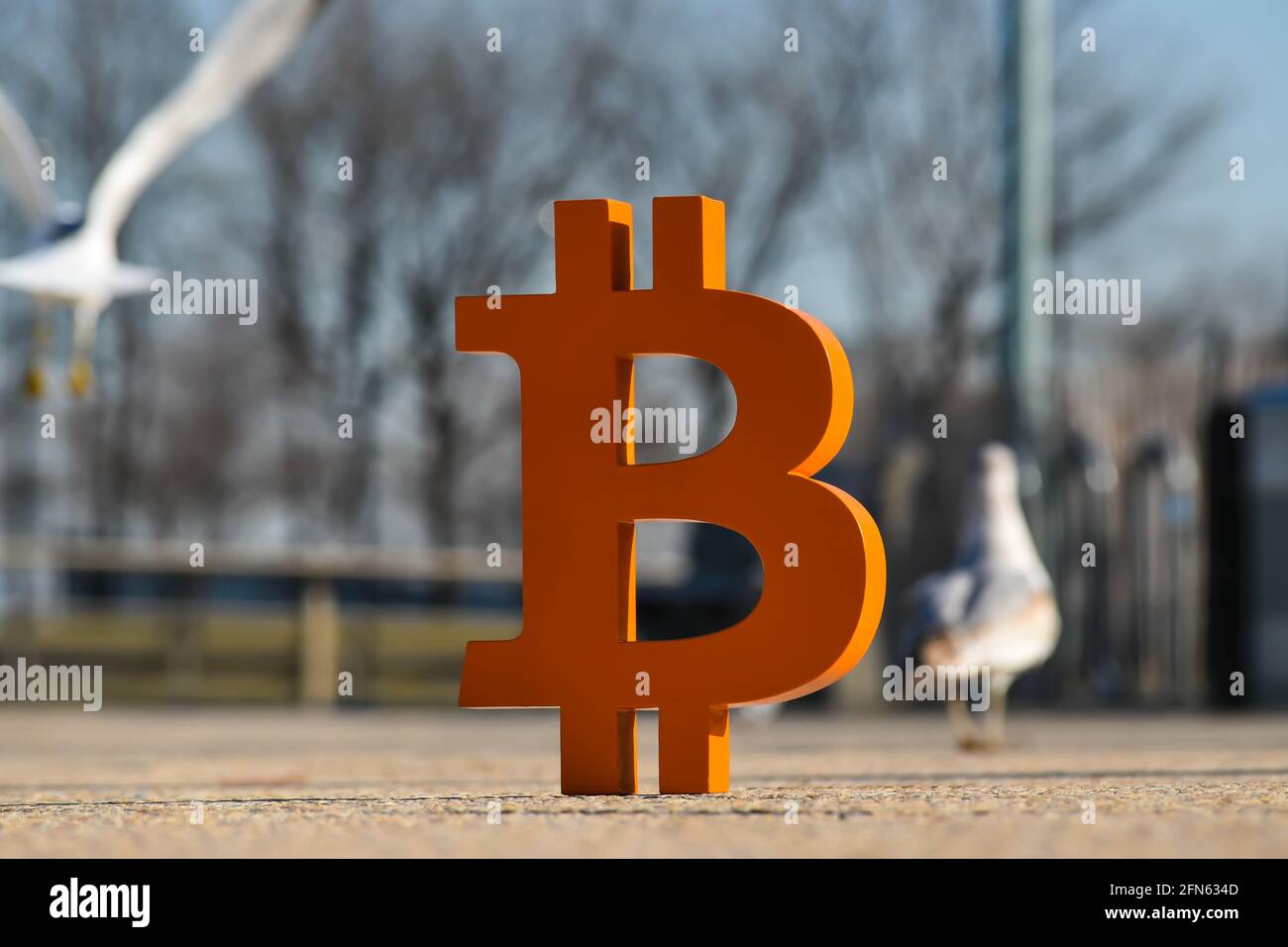 Animal bitcoin hi-res stock photography and images - Alamy