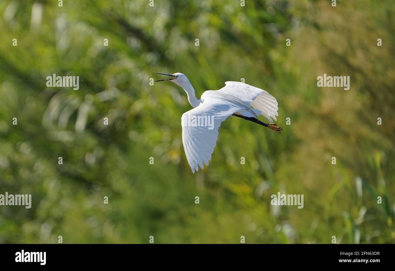 Little egret, Egretta garzetta in flight and calling, Spain. Stock Photo