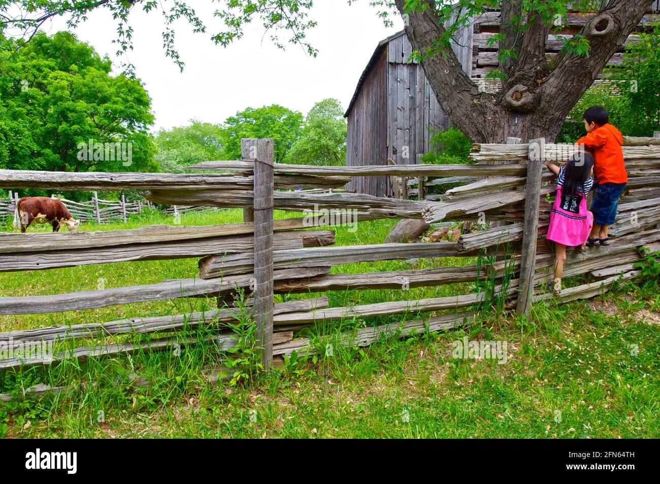York, Ontario / Canada - May 27, 2012: Children climbed the wooden rail fence in an animal farm to have a view of the cow Stock Photo