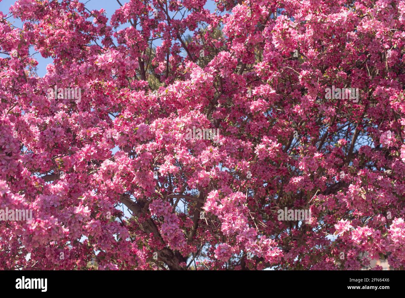 Full frame of a fully blossomed tree with pink flowers. Springtime season arrival in Toronto, Canada Stock Photo