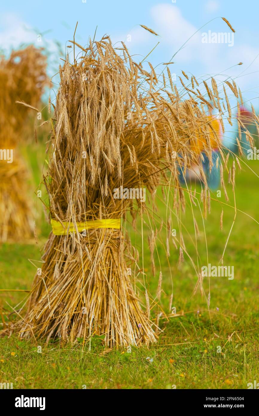 Sheaf of wheat barley malt grain hires stock photography and images