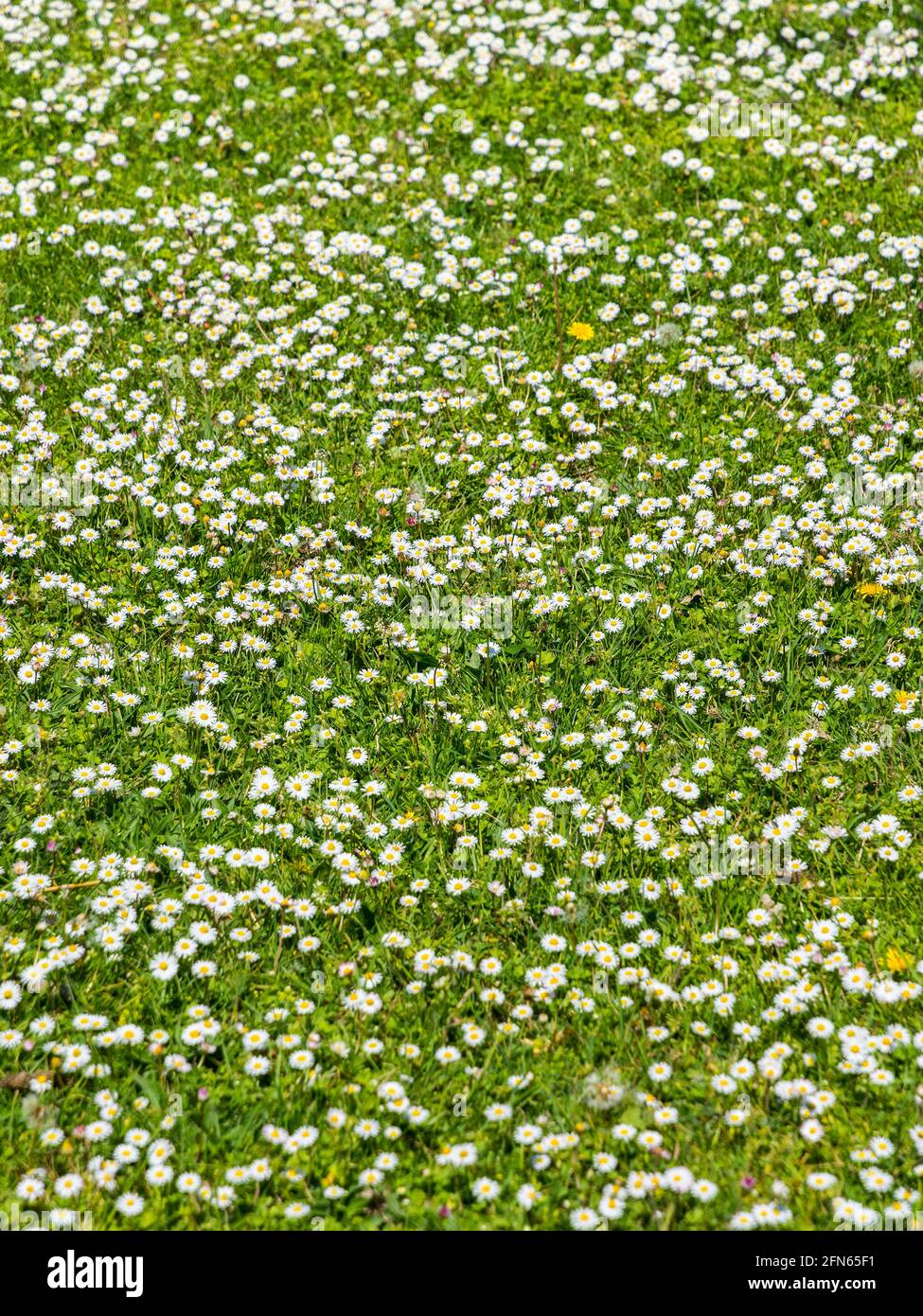 Field of daisies - central France. Stock Photo