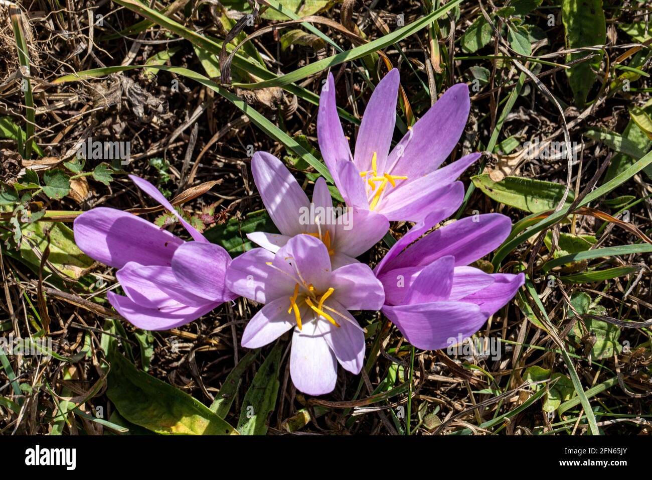 This close up photo of lilac colored Crocus flowers reflects an amazing scenery. Crocus flower is from the Iridaceae family and native the Alps, south Stock Photo