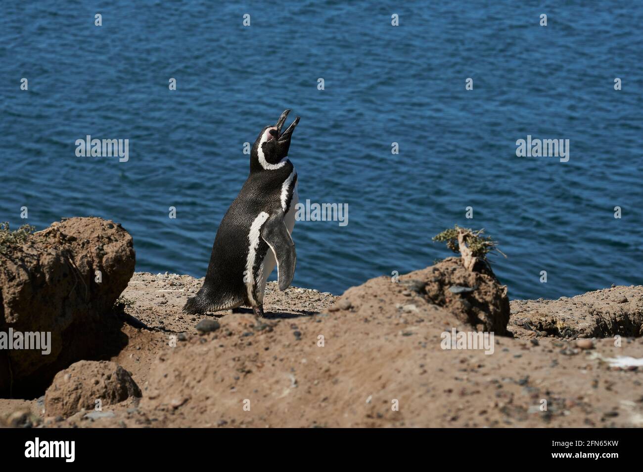 Magellanic penguin on the coast of the Valdes peninsula in Patagonia Argentina Stock Photo