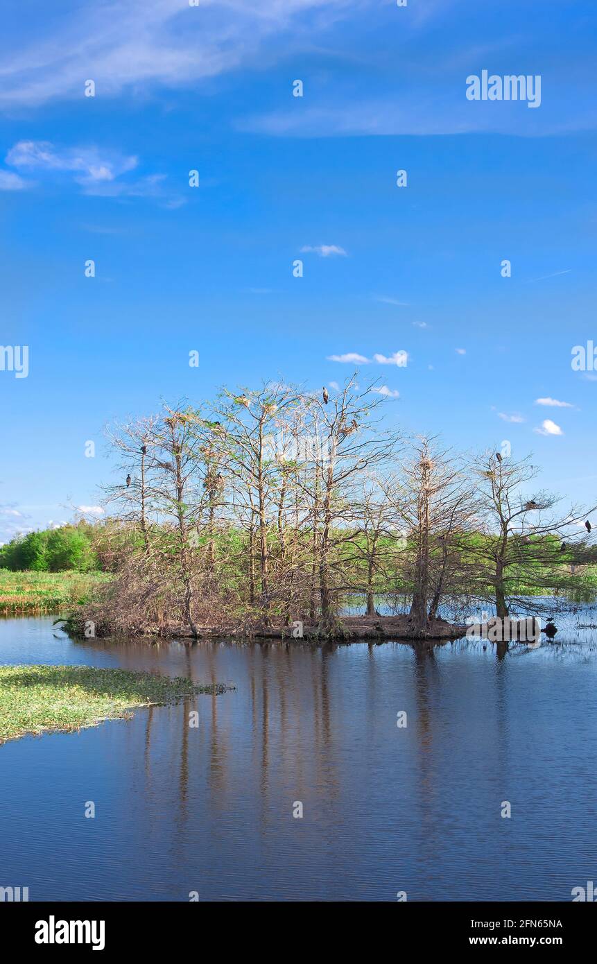 Bird Nests in Green Cay Nature Center and Wetlands, Boynton Beach, Palm Beach County, Florida, United States. Stock Photo