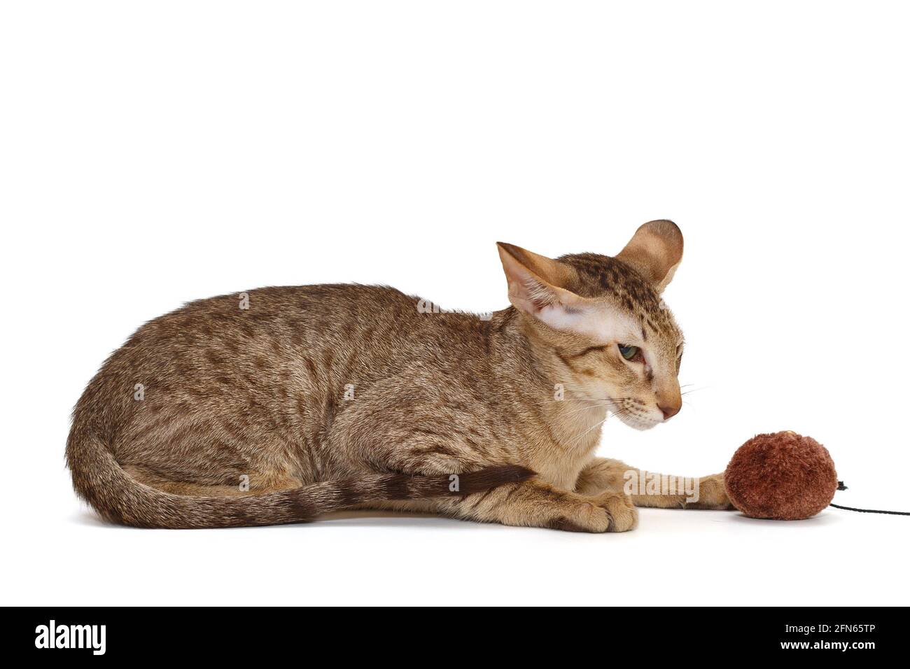 Small oriental kitten in chocolate color, isolated on a white