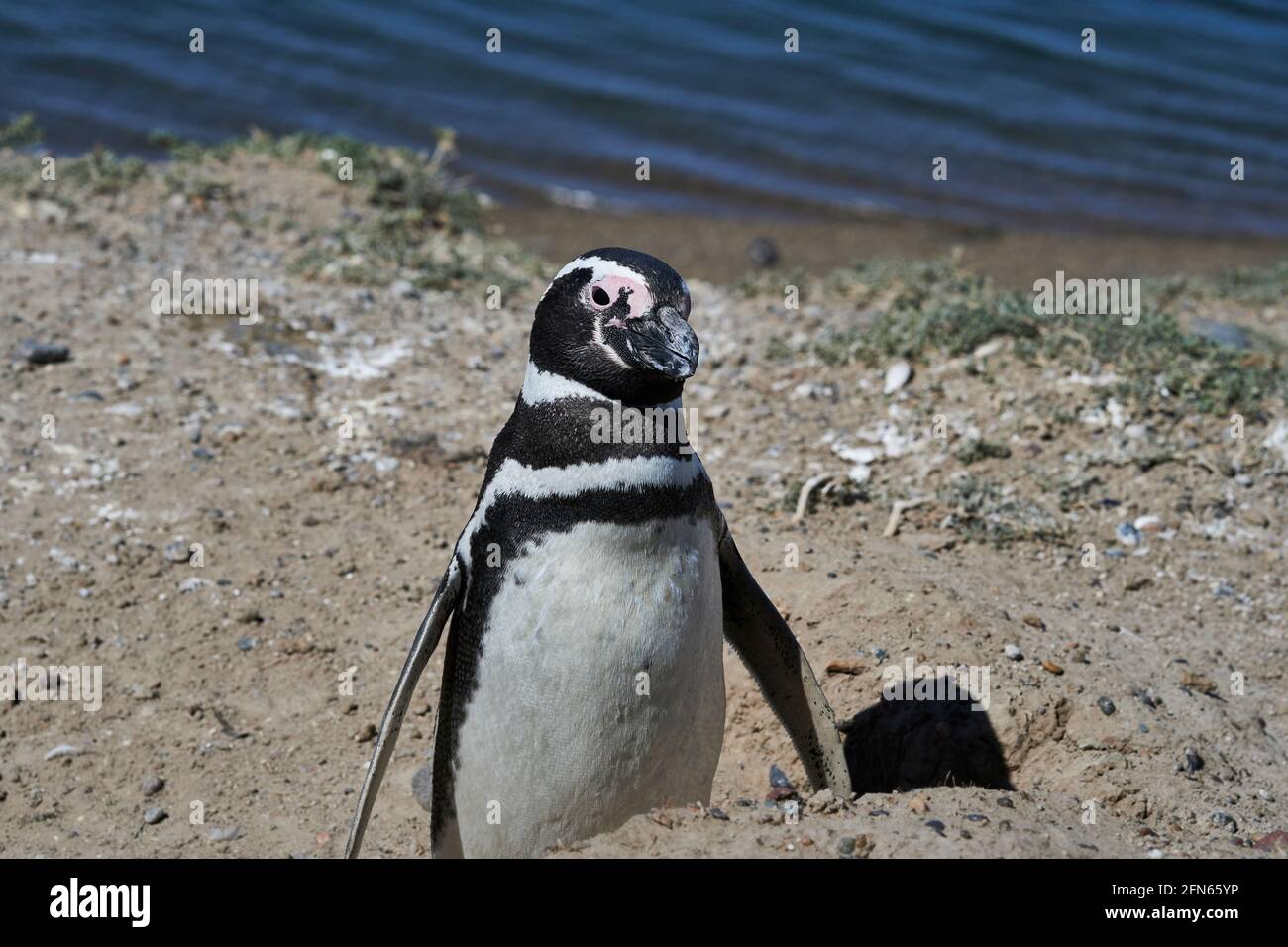 Magellanic penguin on the coast of the Valdes peninsula in Patagonia Argentina Stock Photo