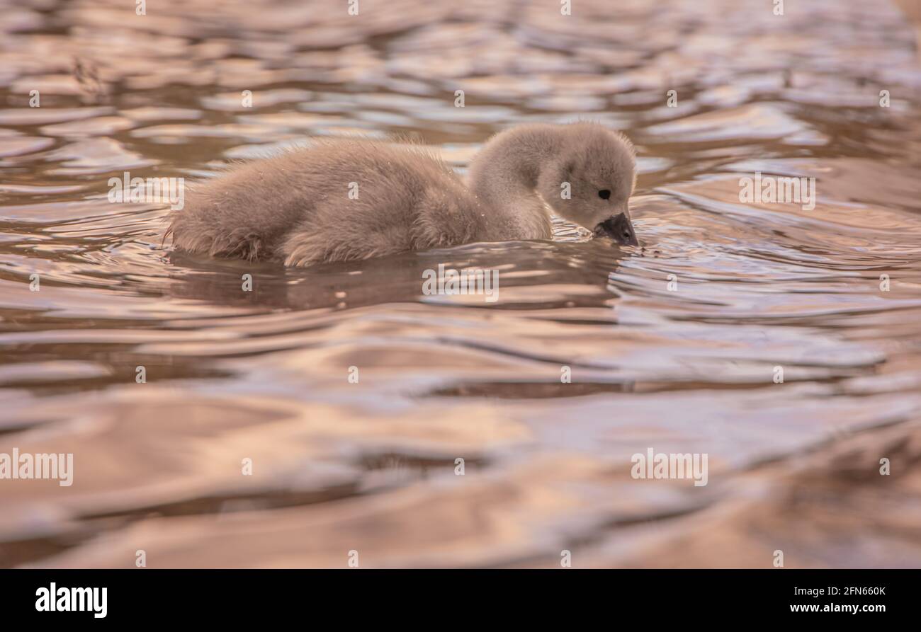 Swans swimming in the pond Stock Photo - Alamy