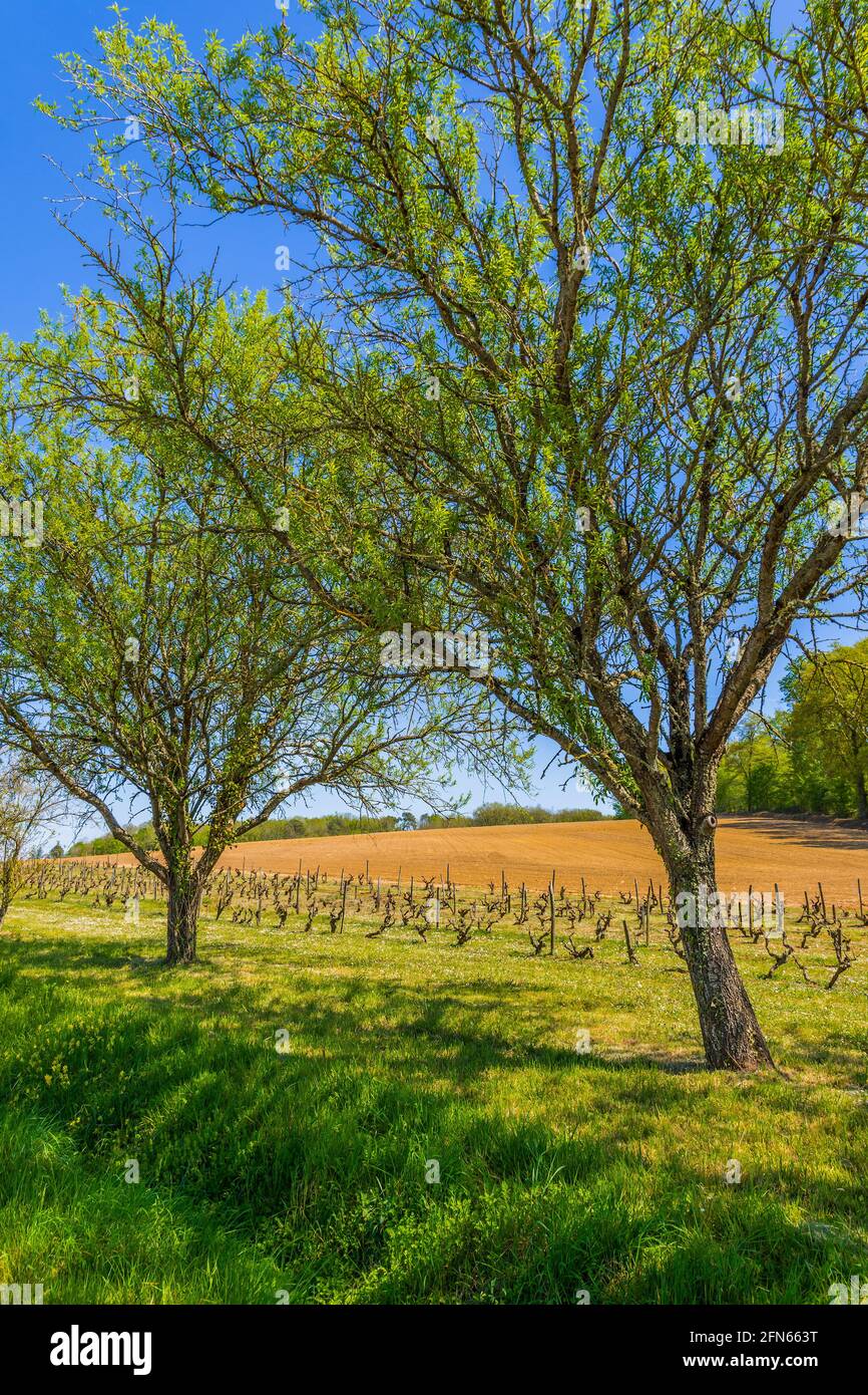 Small vineyard - central France. Stock Photo