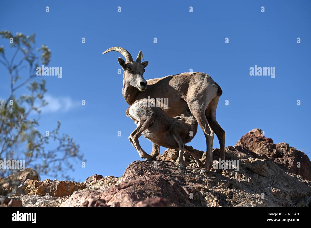 Boulder City, Nevada, USA. 13th May, 2021. A desert bighorn sheep lamb feeds  in the hills above Hemenway Park in Boulder City, Nevada on May 13, 2021.  About 60 sheep from the, image size:1300x954