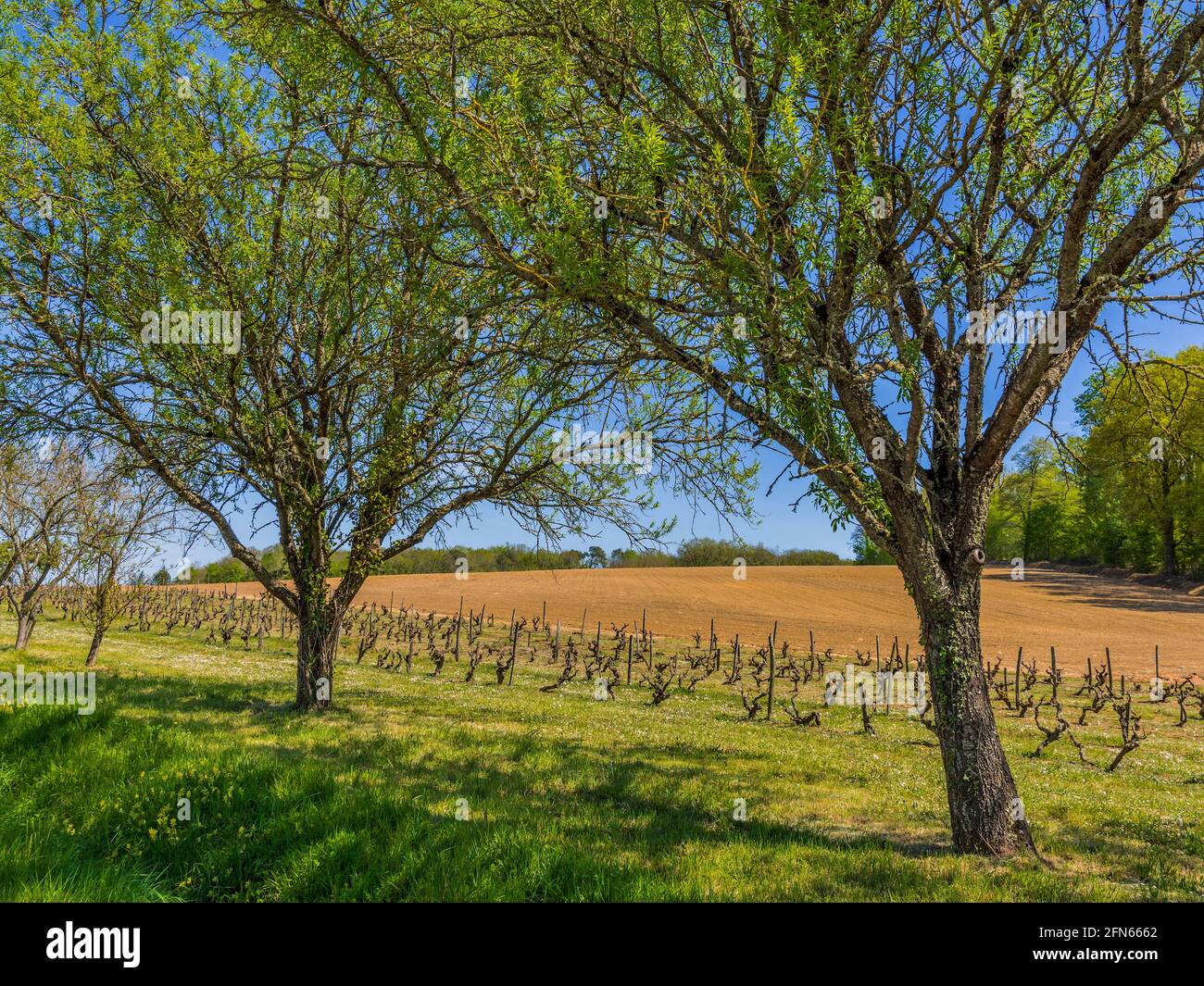 Small vineyard - central France. Stock Photo