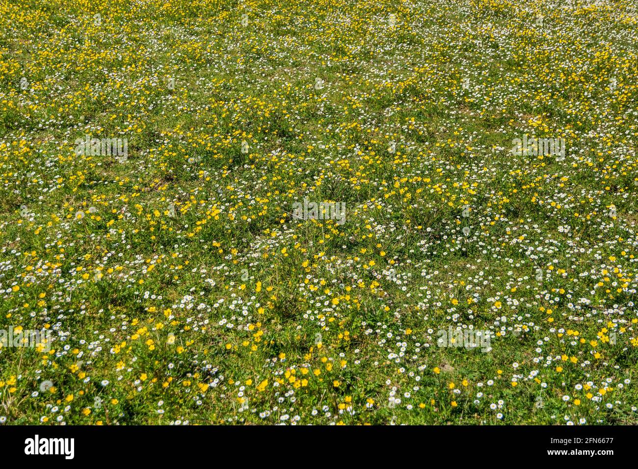Field of buttercups and daisies - central France. Stock Photo