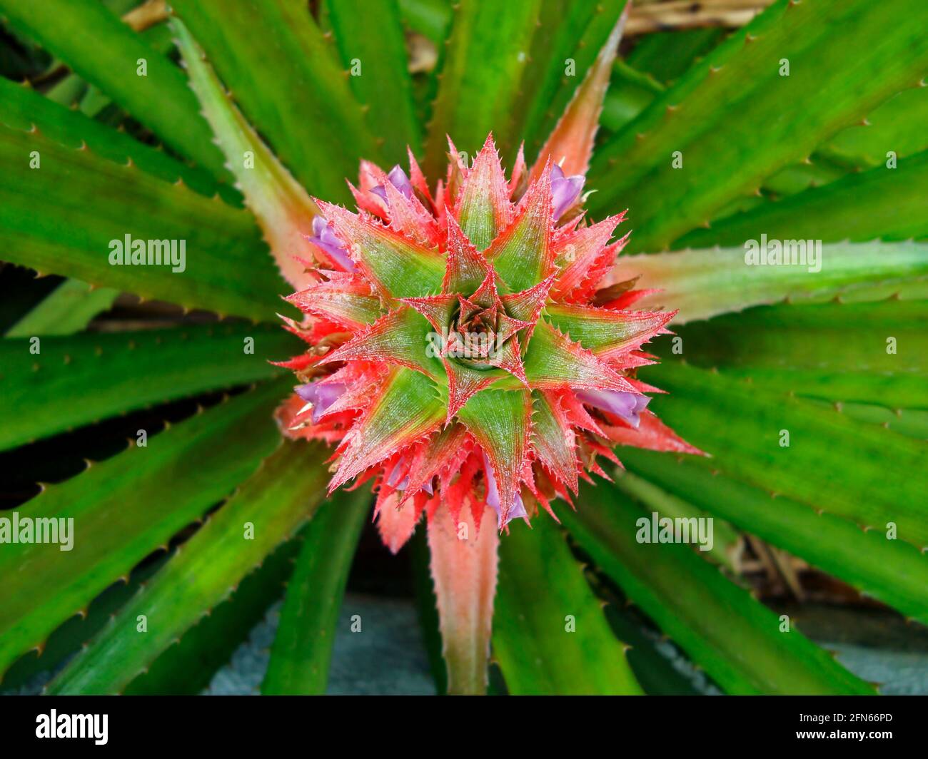 Pineapple flowers on tropical garden Stock Photo