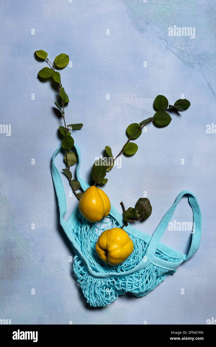 Two quince apples, quince tree branches and blue mesh bag on blue surface. Directly above view. Fruits and leaves have natural imperfections, spots an Stock Photo