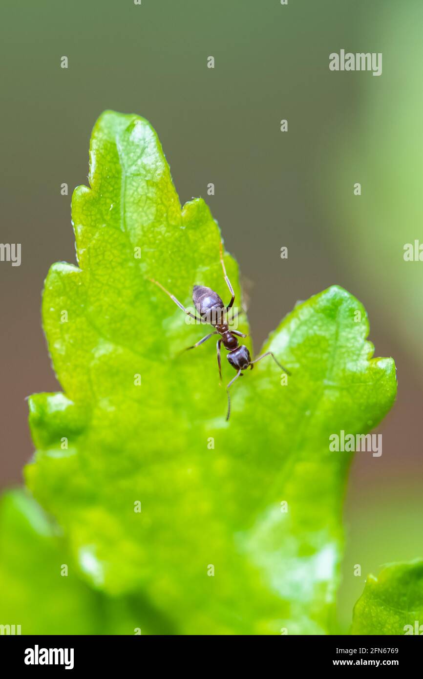 Ant walking on a leaf in the garden Stock Photo