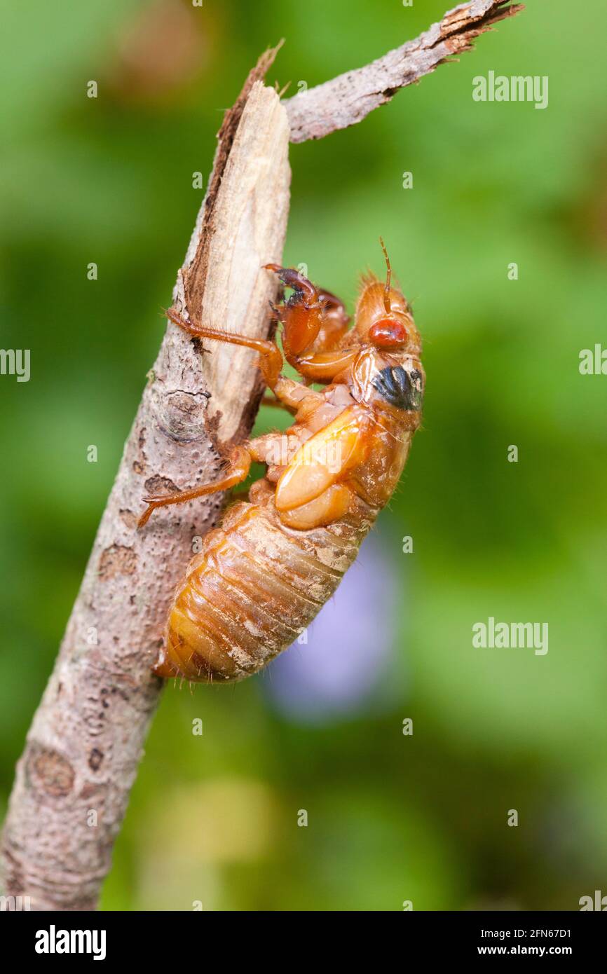 Brood X cicada (Magicicada) nymph stage, May 2021 - Virginia USA Stock Photo