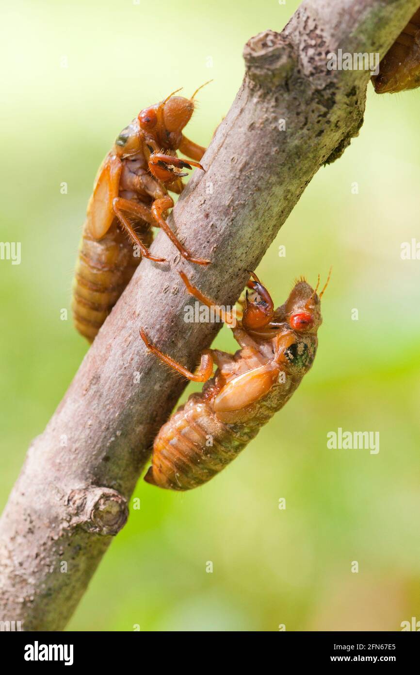 Brood X cicada (Magicicada) nymph stage, May 2021 - Virginia USA Stock Photo