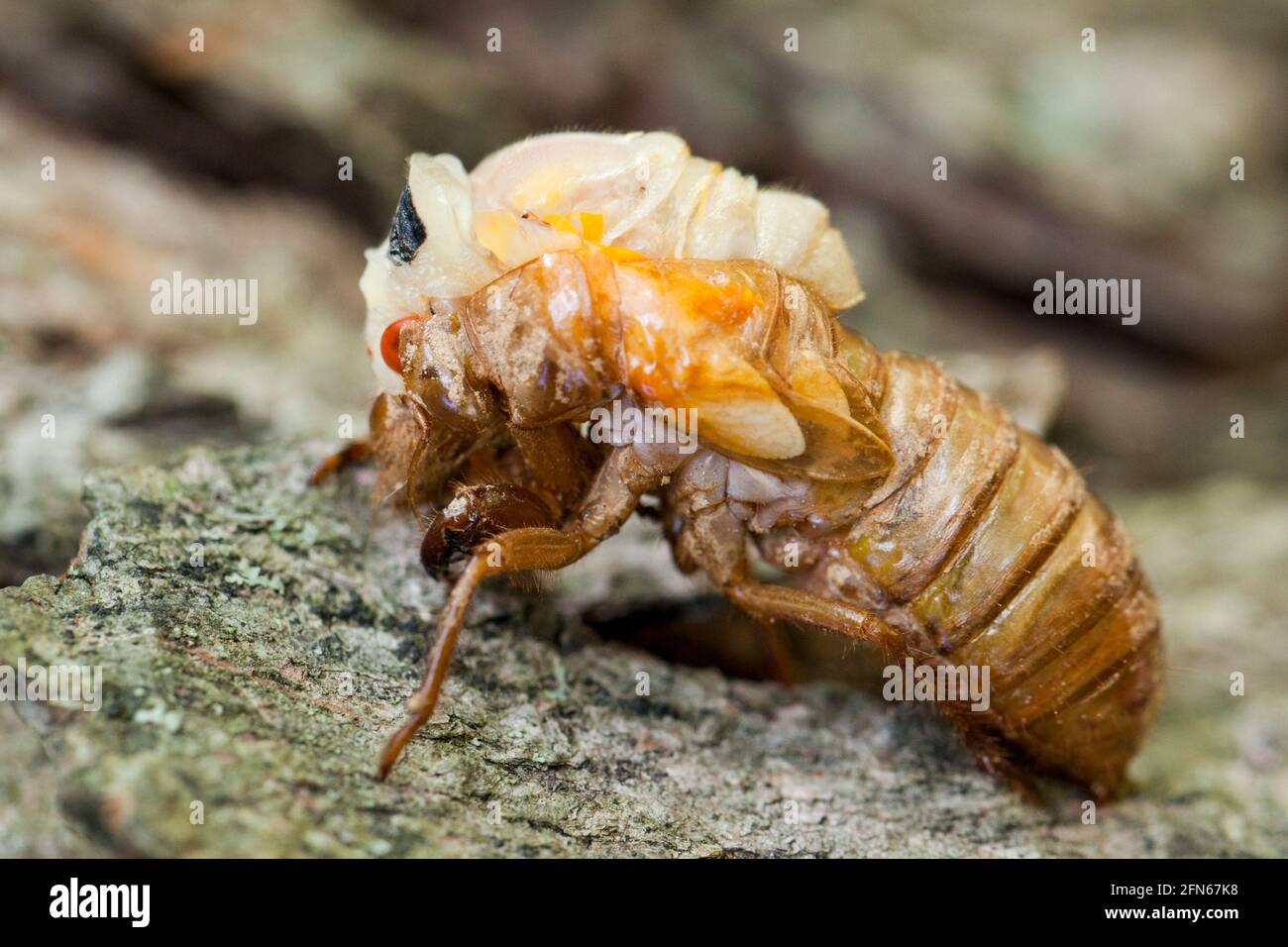 Brood X cicada (Magicicada) molting - emerging from exoskeleton , May 2021 - Virginia USA Stock Photo