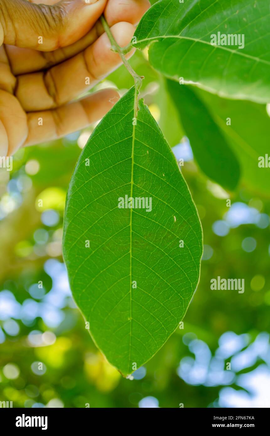 Ackee Tree Leaf Stock Photo