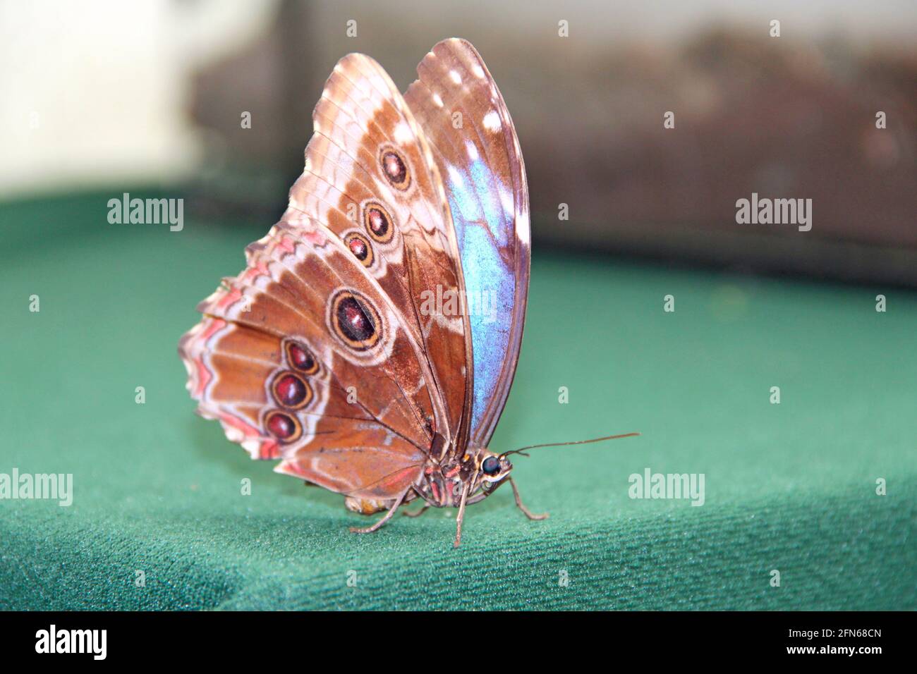 Butterfly sitting on green fabric close up. Macro of big butterfly Stock Photo