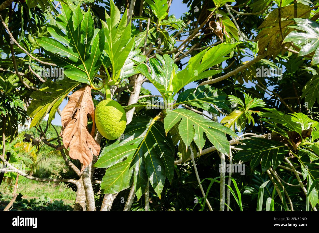 Sunlight On Breadfruit Stock Photo