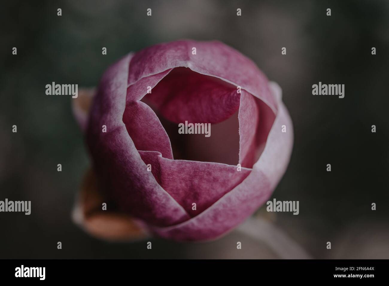 Top view of Magnolia soulageana "Genie" on a blurred background Stock Photo