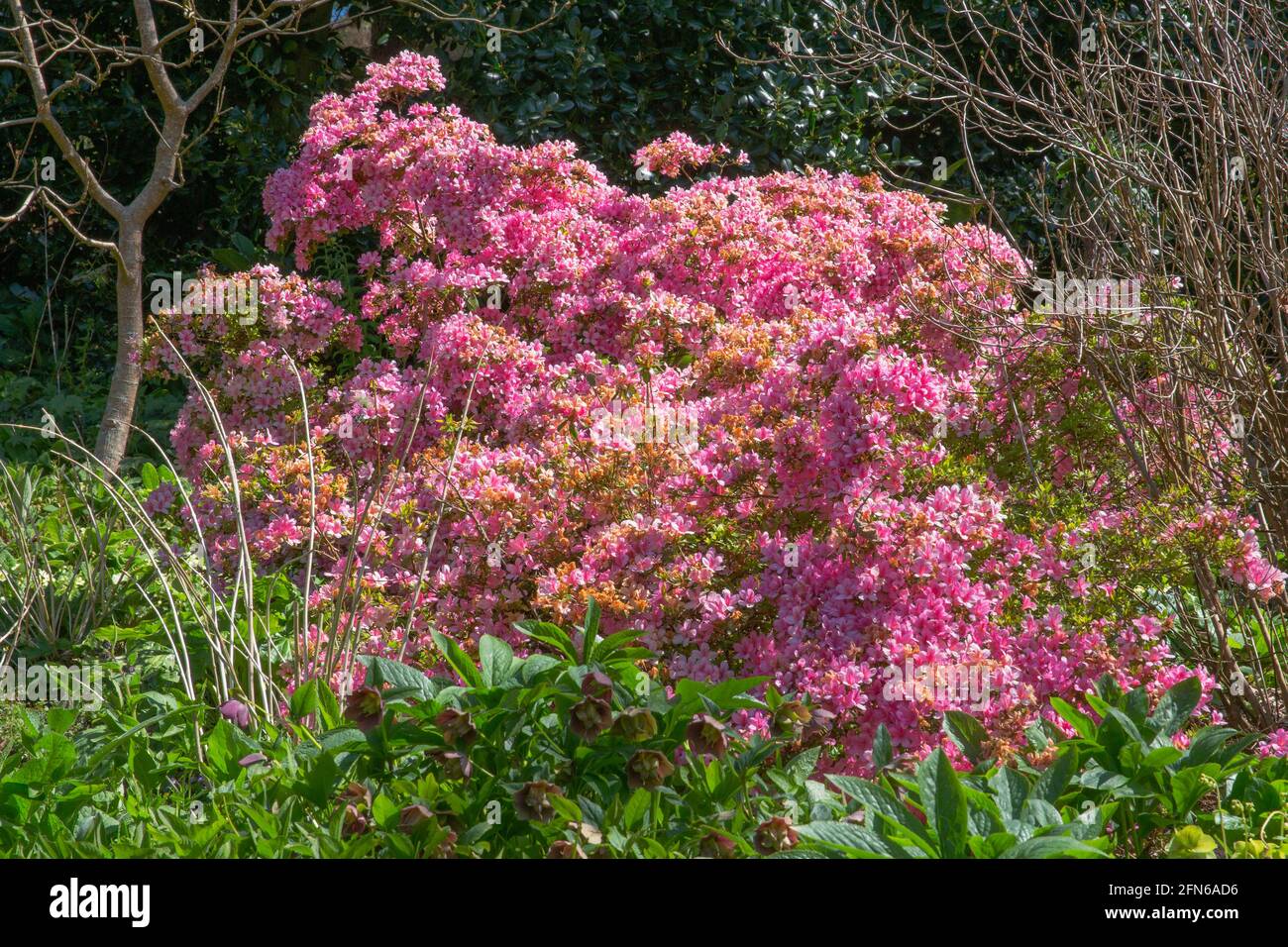 Spring blooms of the rhododendron, vuyck azalea beethoven Stock Photo