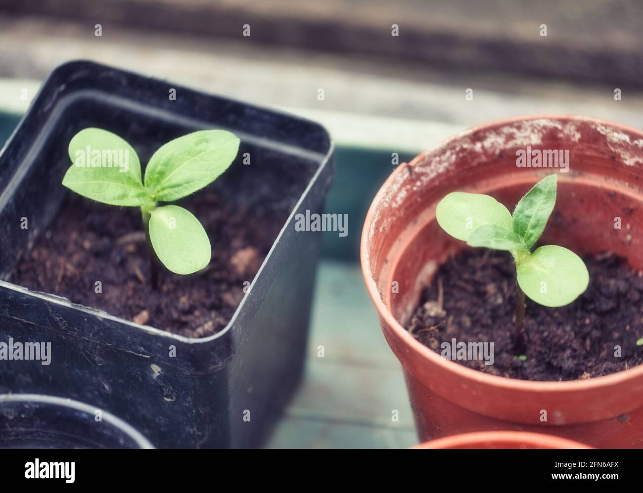 Sunflower Seedling Identification