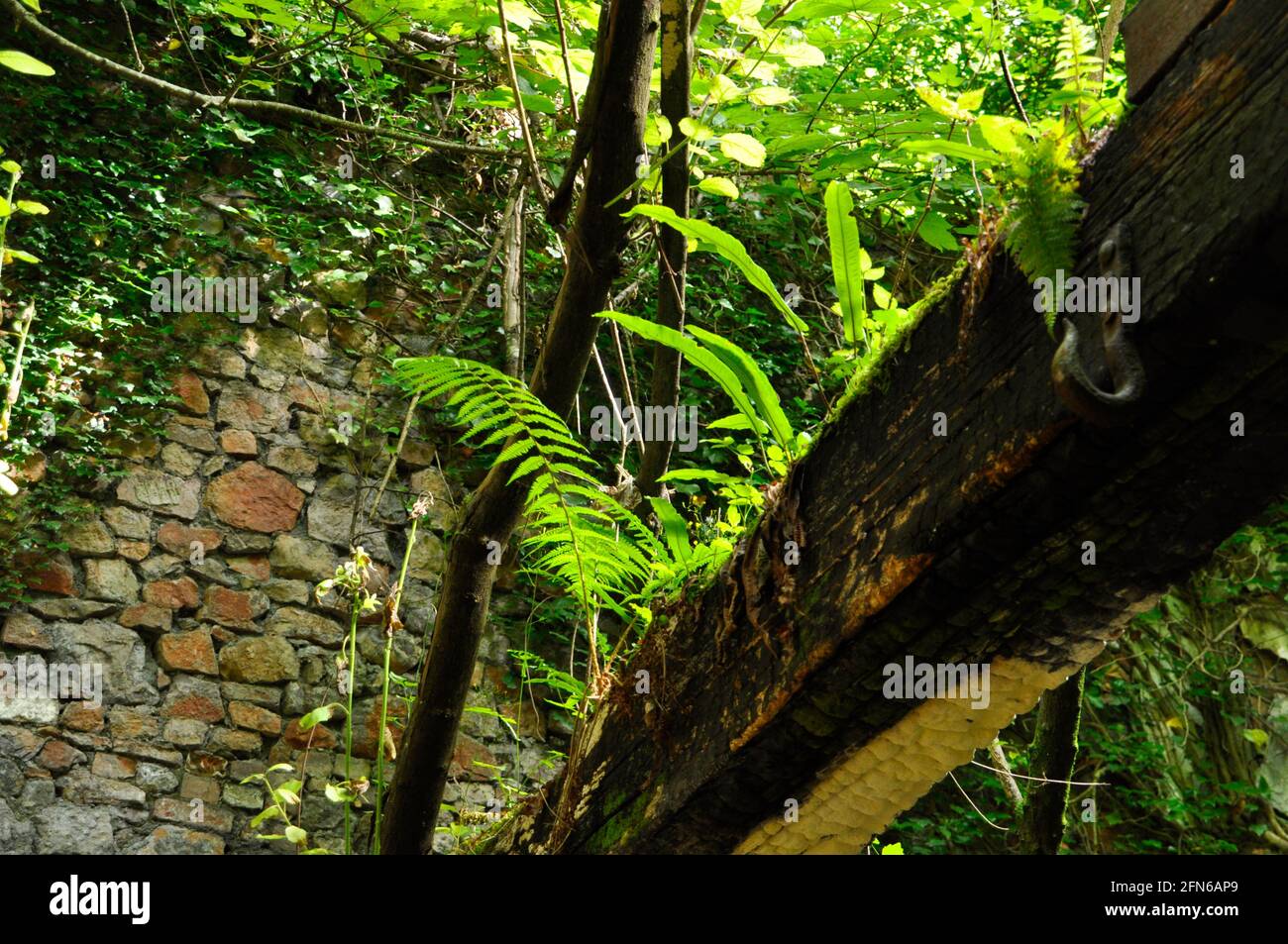 Ferns growing on a fire damaged beam at the Old Iron Works, Mells , Fussells' Lower Works.This is a biological Site of Special Scientific Interest, in Stock Photo