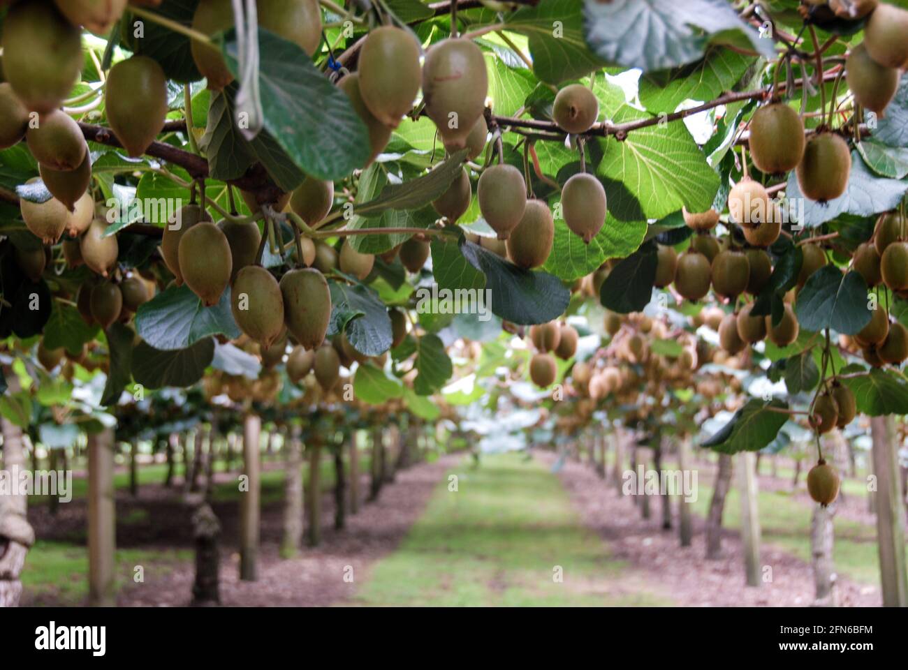 Rich harvest Kiwi fruits growing on shrubs in a modern Kiwifarm at Te