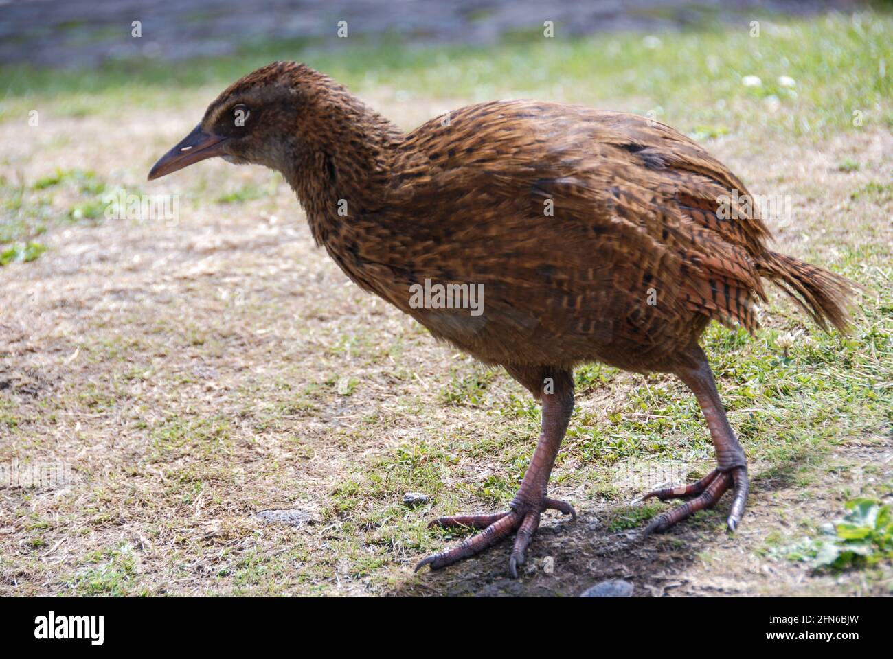 Encounter at the parking site: A Weka, one of the flightless, native birds of New Zealand that are threatened by invasive mammals like ferrets and rats. Stock Photo