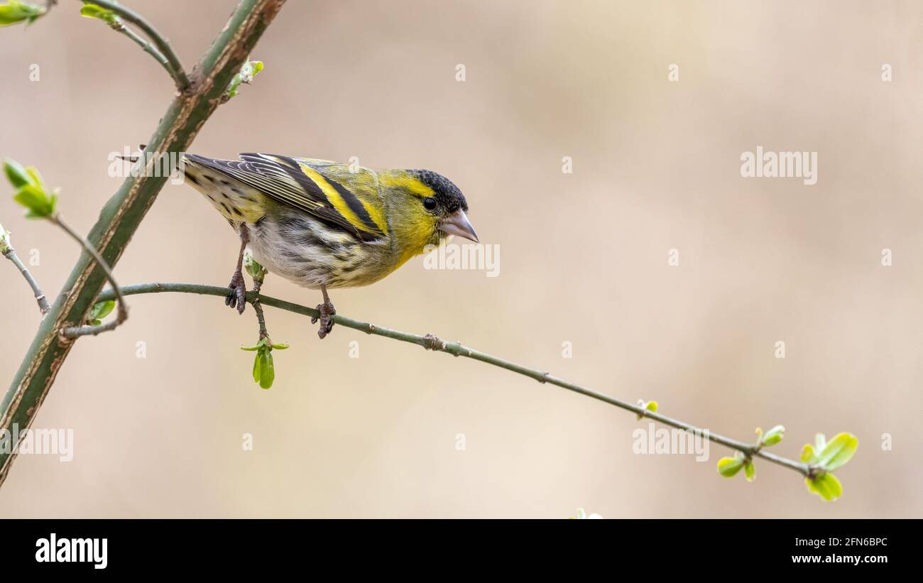 bird, natur, wild lebende tiere, tier, spatz, schnabel, wild, feather ...