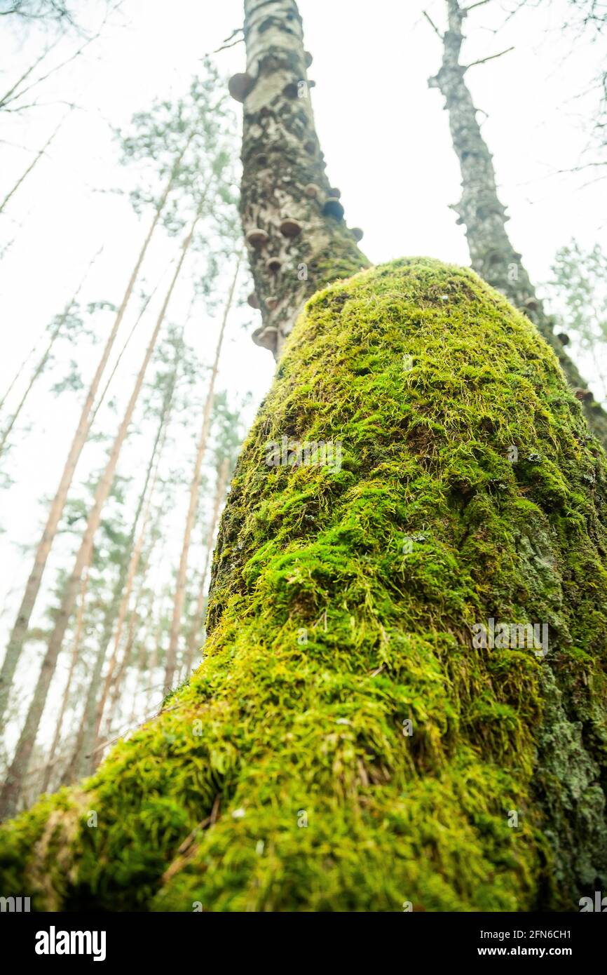 Mossy trunk in the green forest hi-res stock photography and images - Alamy