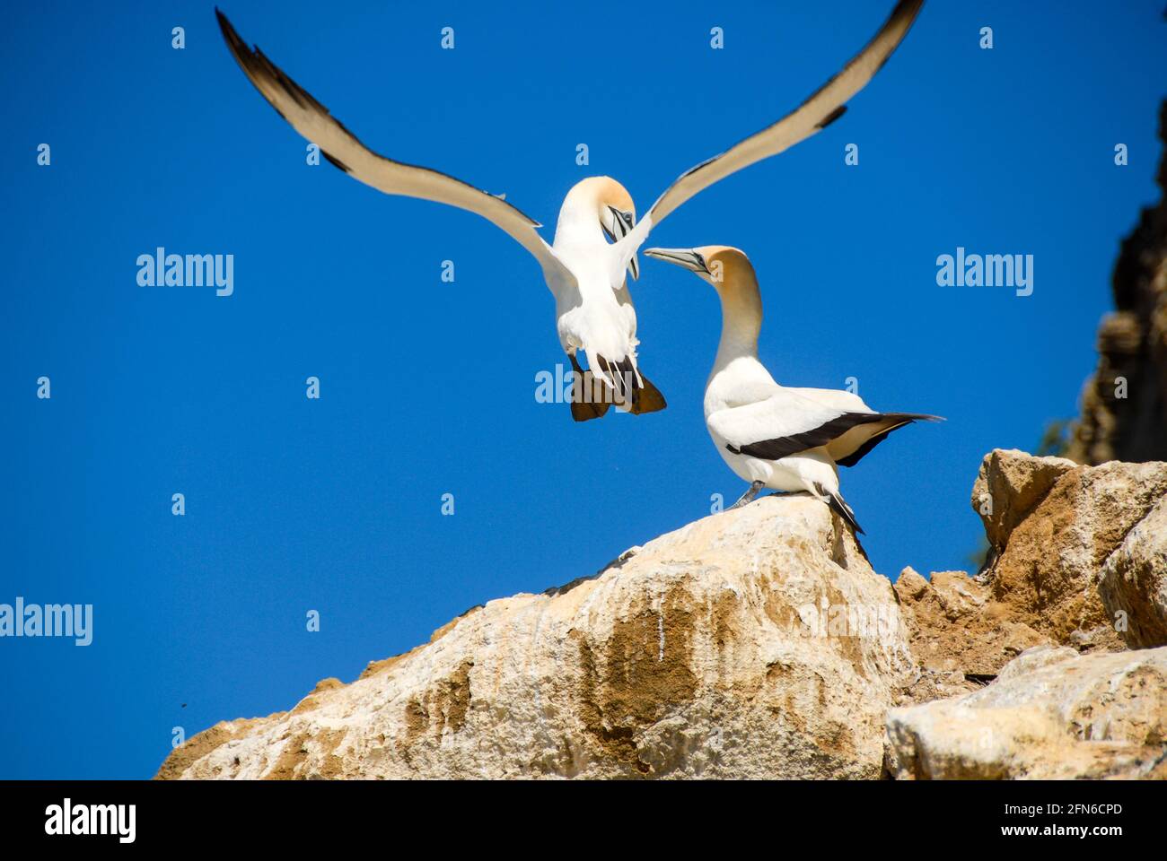Ein Basstölpel-Paar beim zärtlichen Miteinander am Cape Kidnappers, Neuseeland. - A pair of gannets meeting tenderly at Cape Kidnappers, New Zealand. Stock Photo