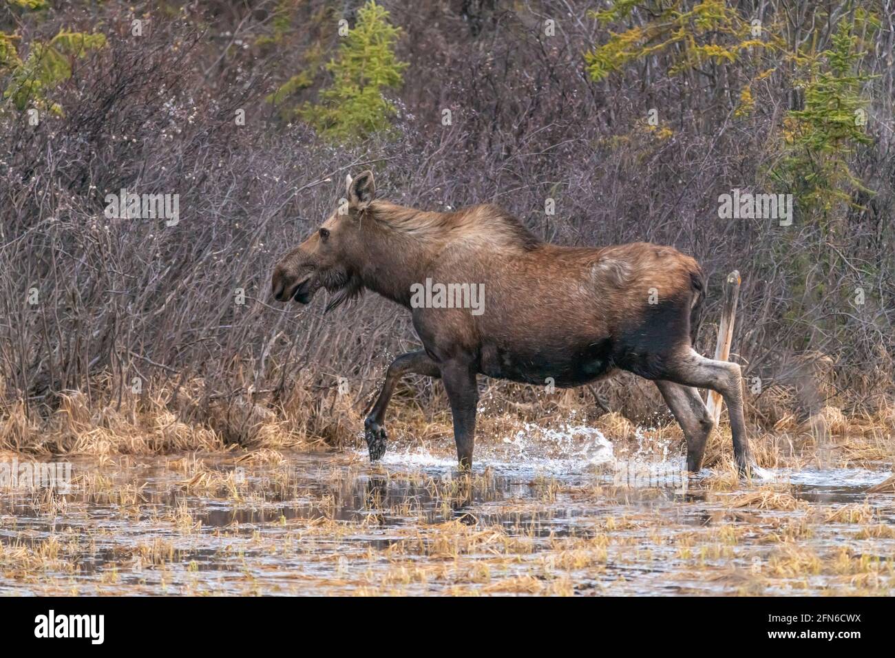 A large moose seen along the Alaska Highway in spring time walking through marsh landscape in natural, wild environment. Stock Photo