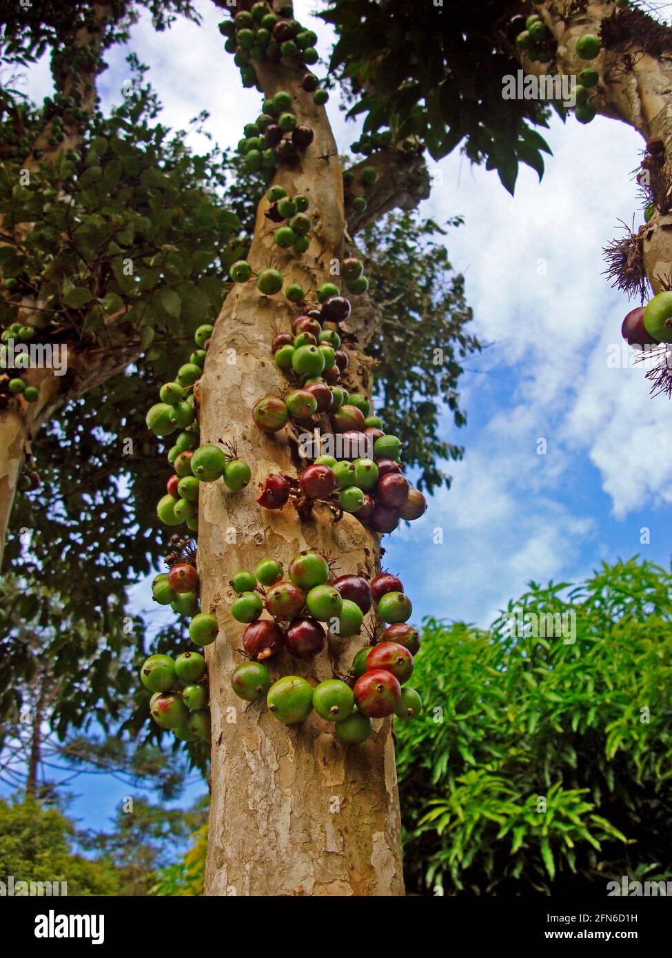 Brazilian grapetree fruits or jabuticabas (Plinia cauliflora) Stock Photo