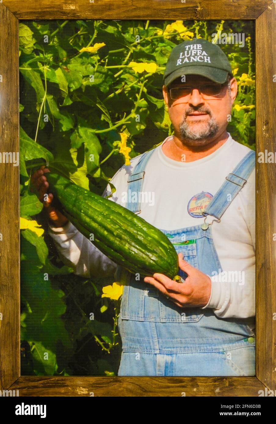 Georgia on My Mind - Union County Farmers Market - Loofah Farmer Stock Photo