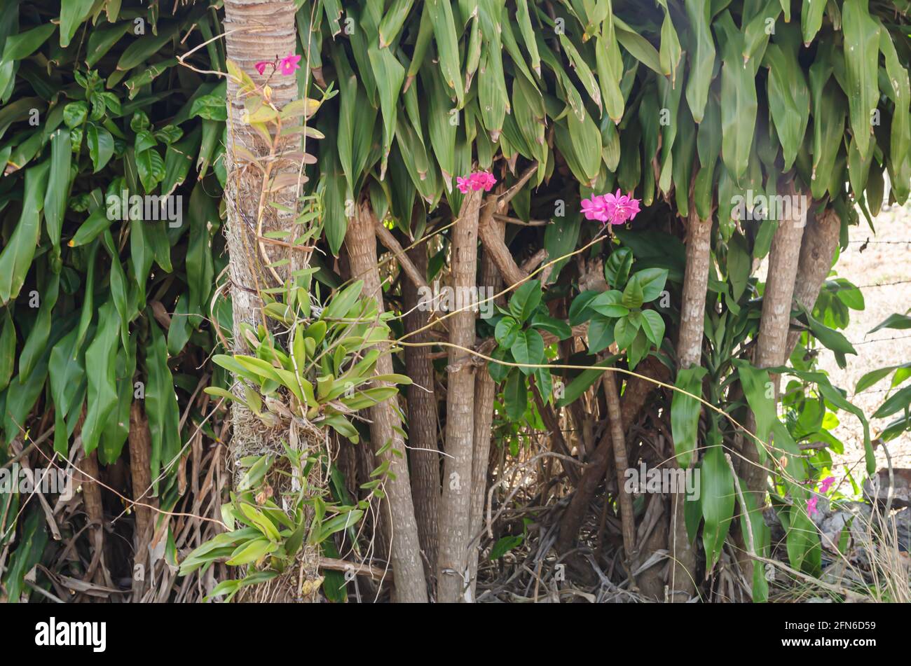 Native Jamaican Broughtonia Sanguinea Orchid On Palm Tree Stock Photo