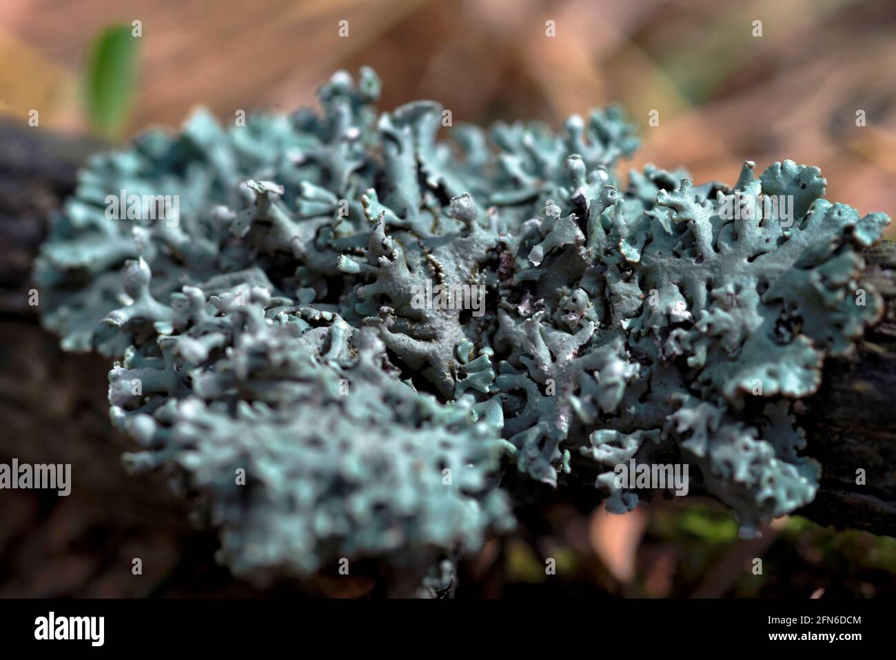 Lichen Hypogymnia physodes on a tree branch.  Stock Photo
