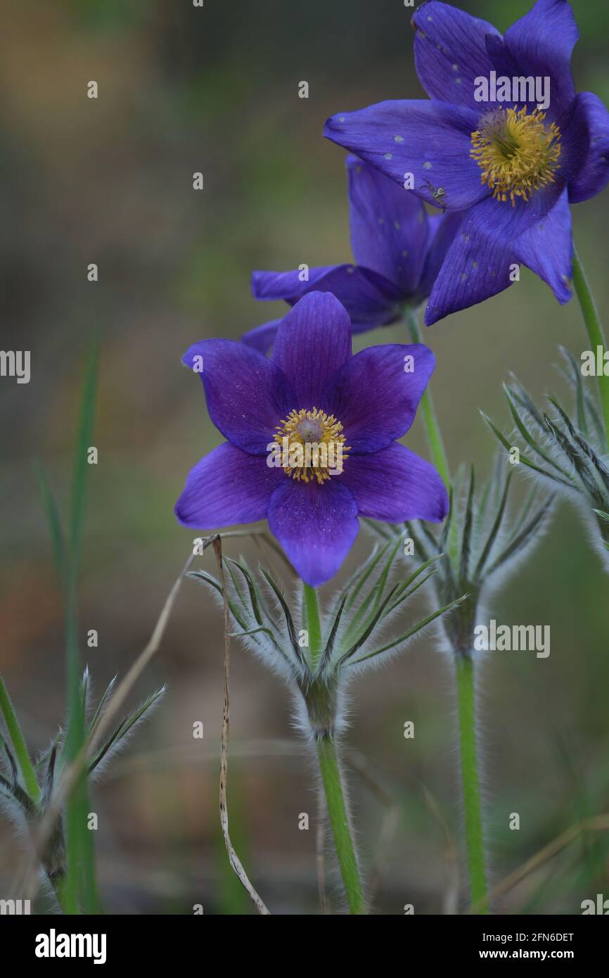Pulsatilla patens or eastern pasqueflower. Purple hairy flowers with yellow center outdoors close-up in springtime. Wild purple-yellow flowers. Stock Photo