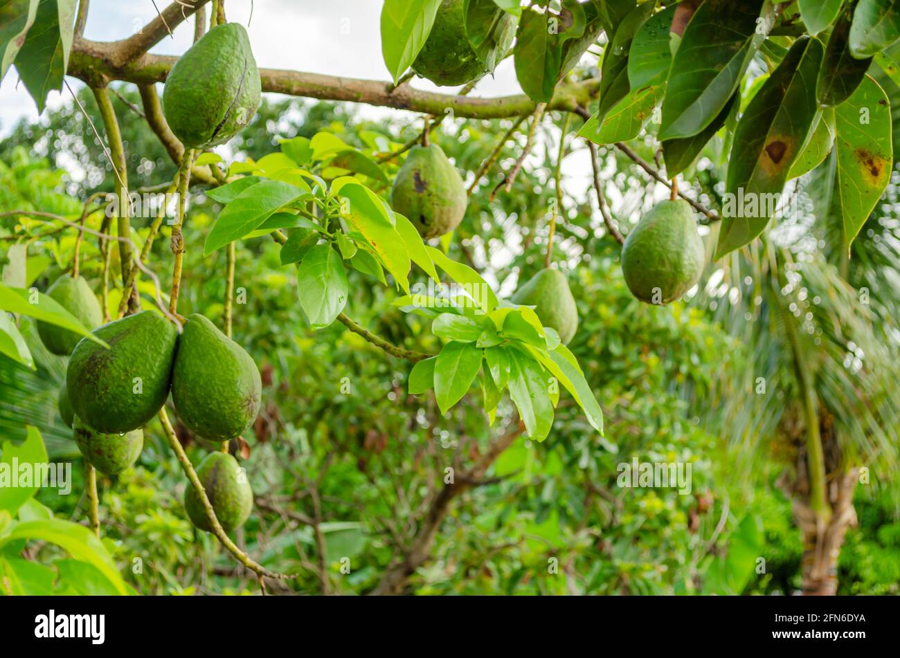 Mature Avocado On Tree Stock Photo Alamy