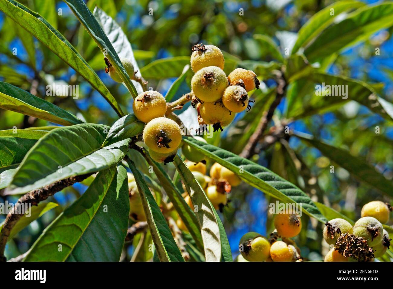 Loquat fruits on tree (Eriobotrya japonica) Stock Photo
