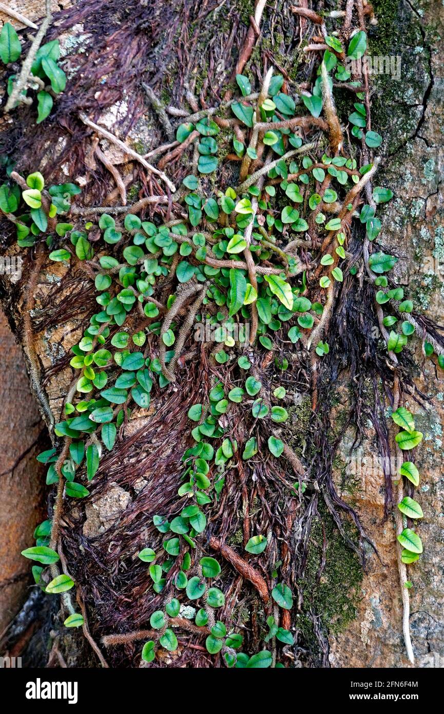 Epiphytic plants on tree trunk Stock Photo