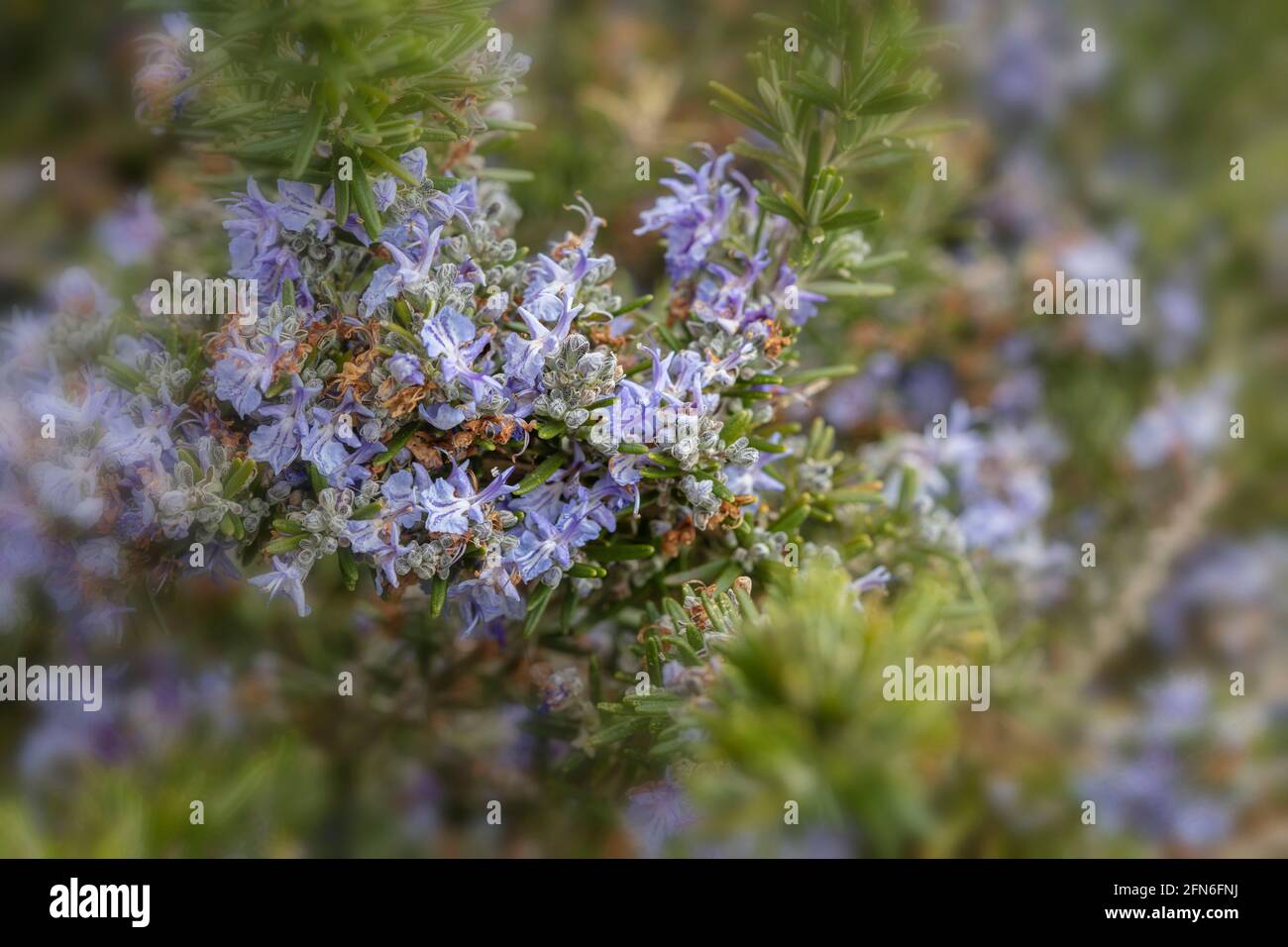 Trailing rosemary hi-res stock photography and images - Alamy
