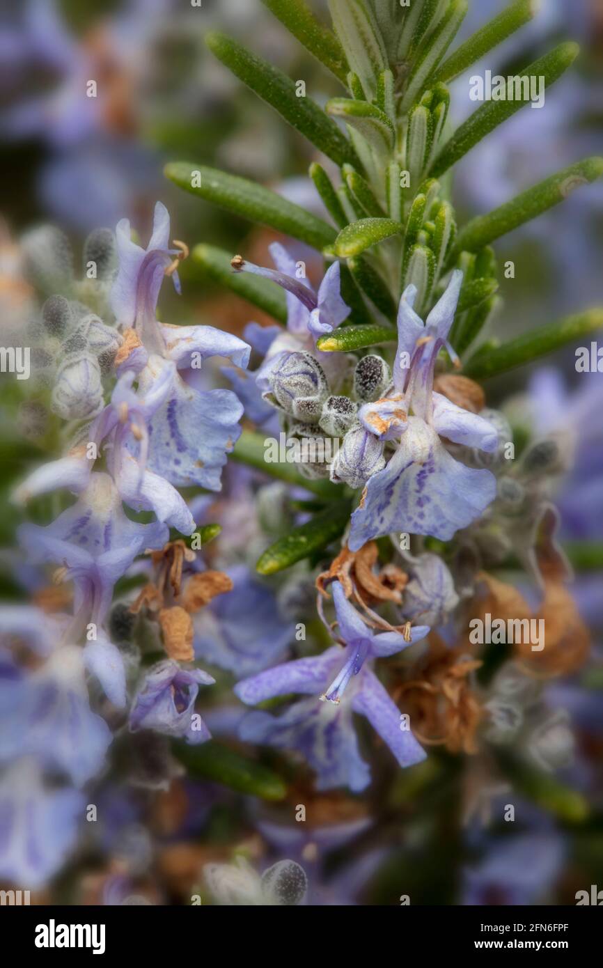 Close-up natural plant portrait of striking Rosmarinus Officinalis – Foxtail in flower with aromatic foliage Stock Photo