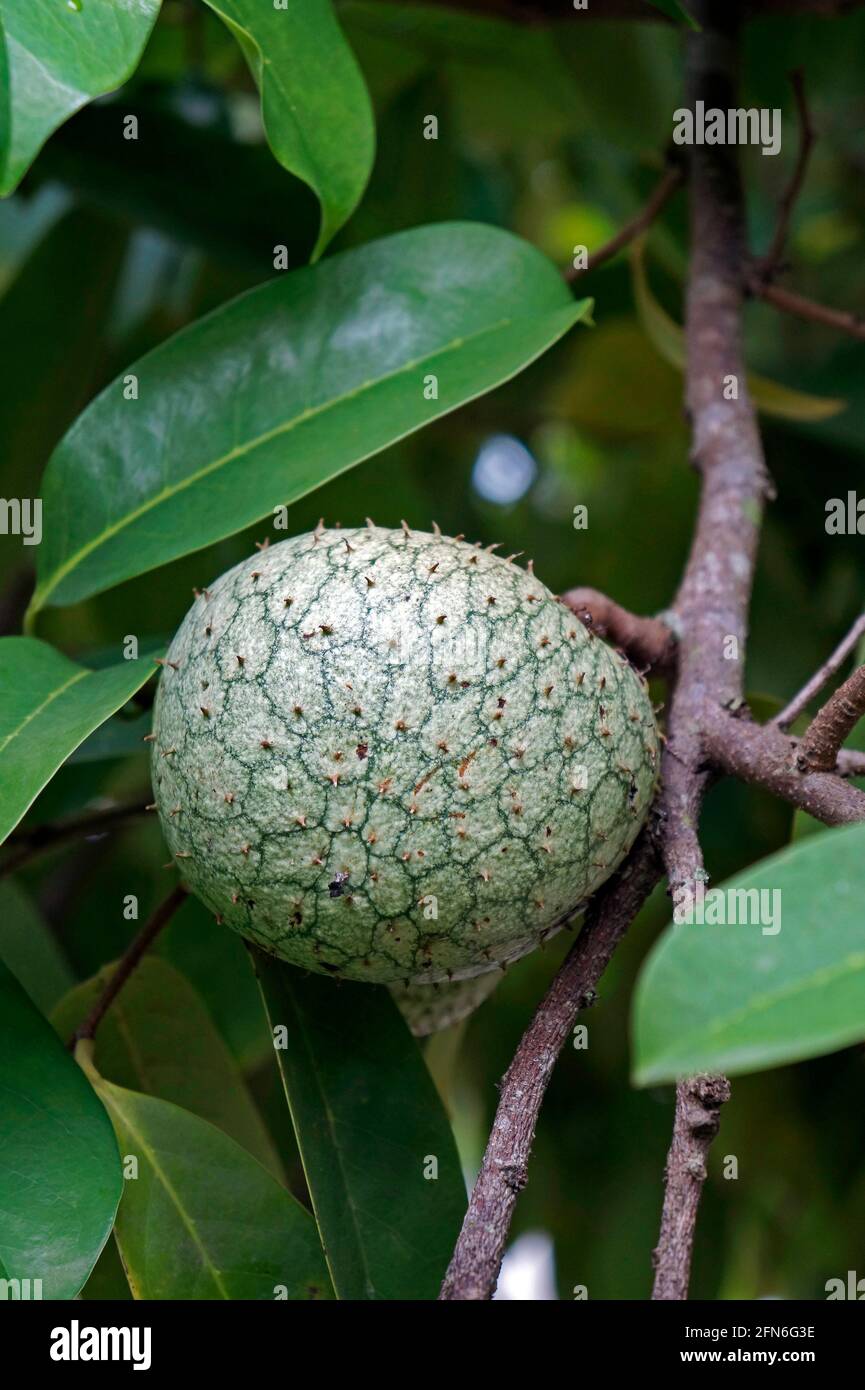 Green fruit of bullock's heart (Annona reticulata) Stock Photo